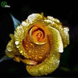 Seedsplants Rare Rainbow Rose plant, Lover Colorful Home Garden Plants Rare Rainbow Rose Flower bonsai,50flores